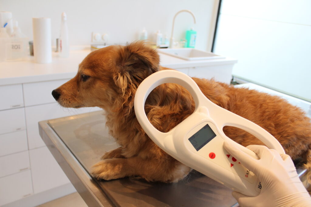Microchip e iscrizione anagrafe